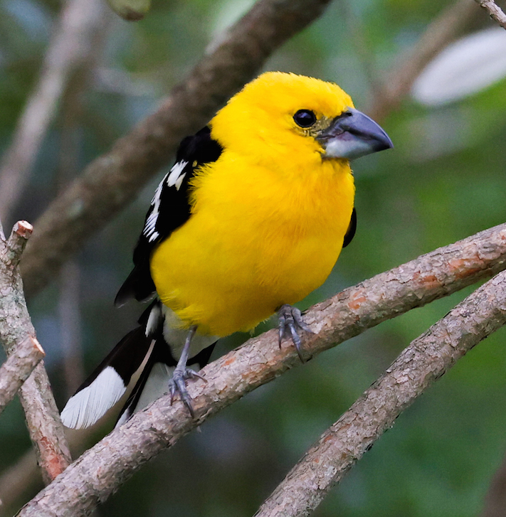 Golden Grosbeak