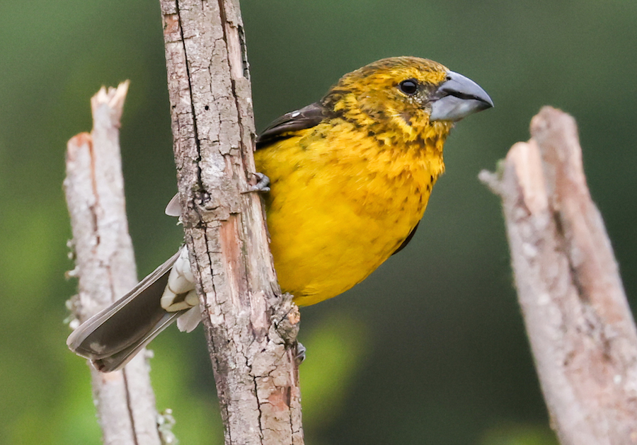 Golden Grosbeak