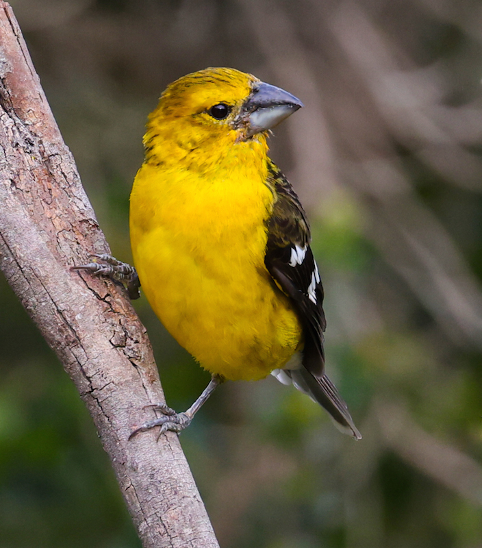 Golden Grosbeak