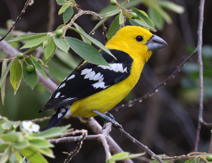 Golden Grosbeak