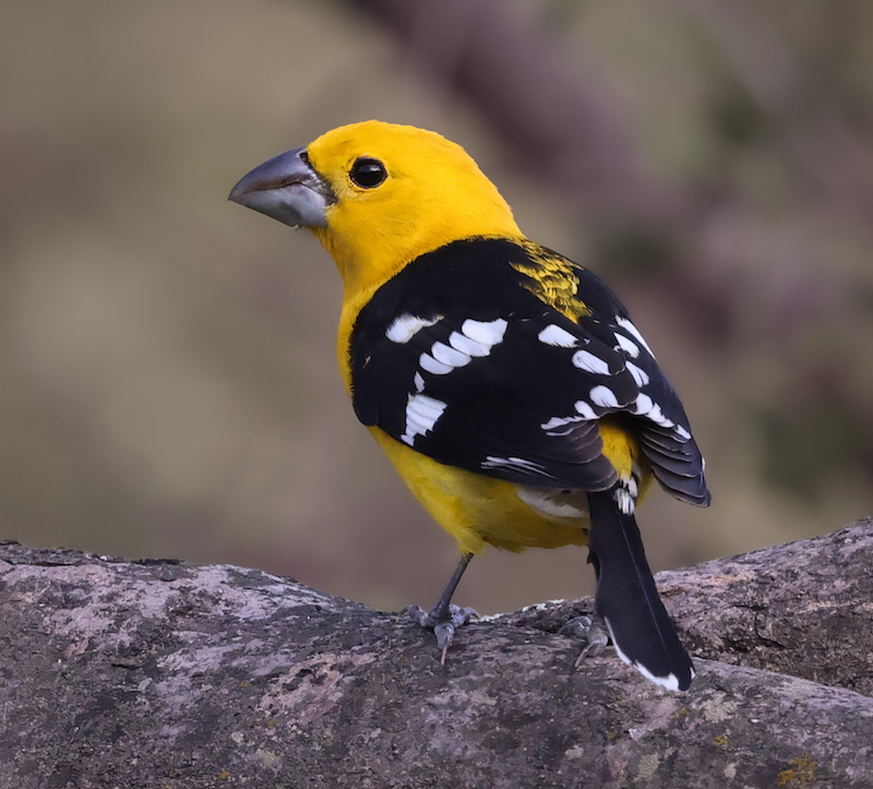 Golden Grosbeak