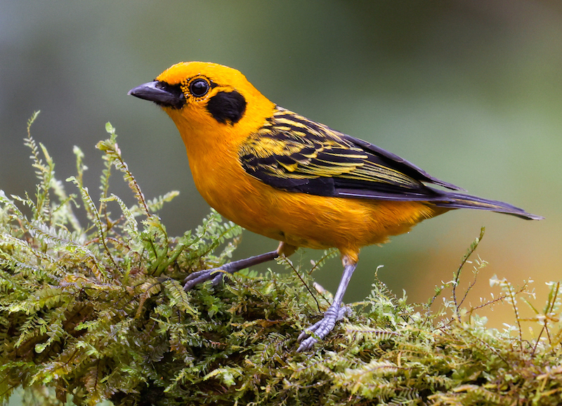 Golden Tanager
