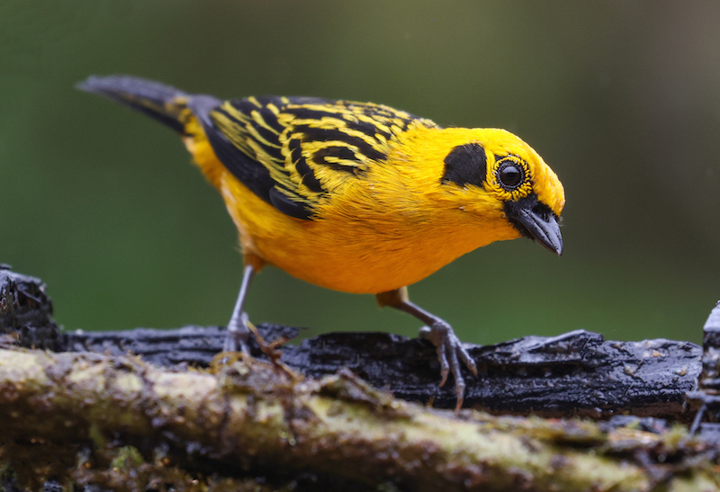 Golden Tanager