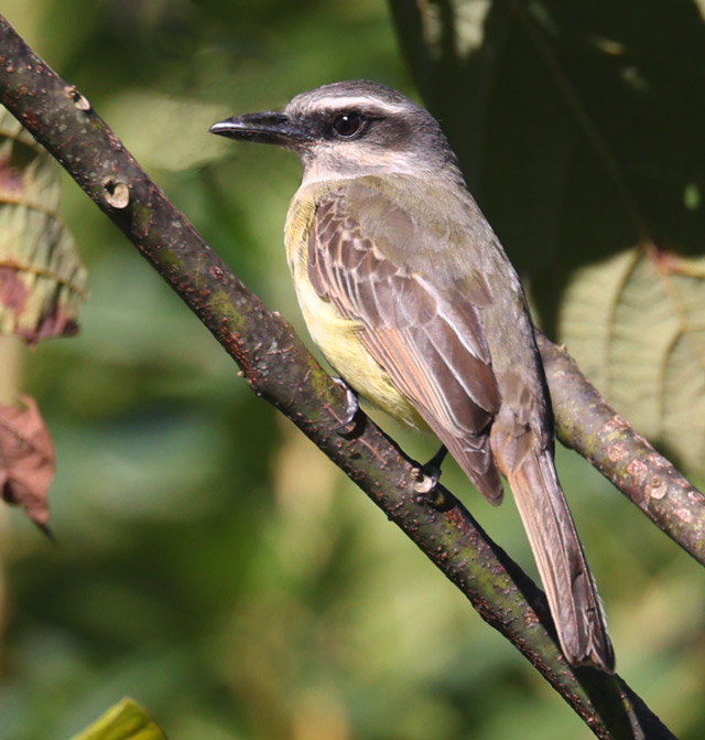 Golden-bellied Flycatcher