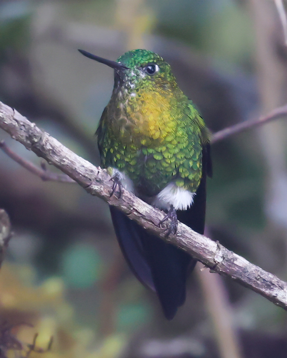 Golden-breasted Puffleg