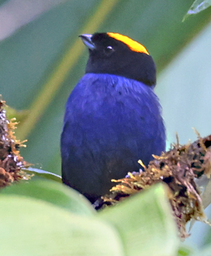 Golden-crowned Tanager