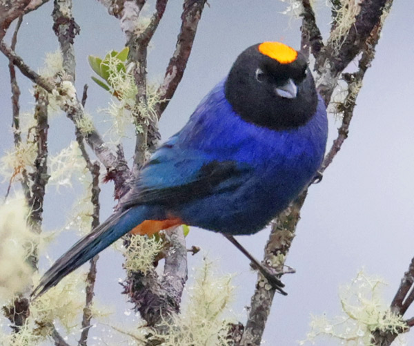 Golden-crowned Tanager