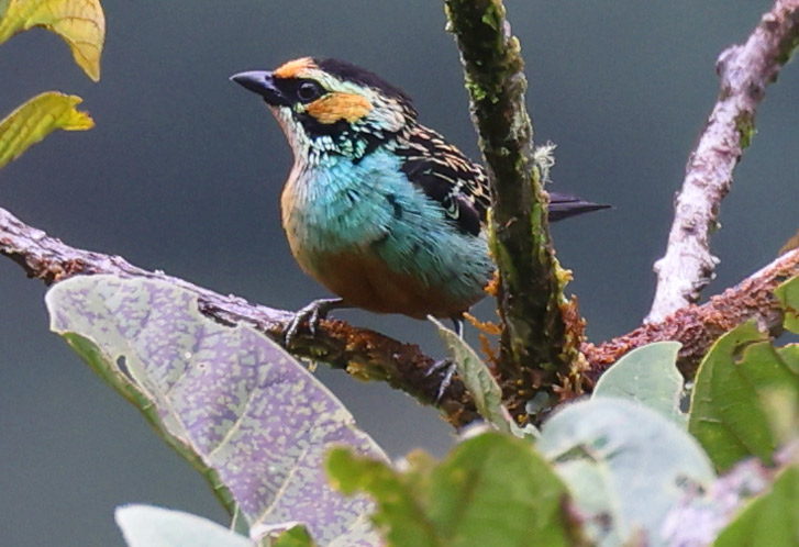 Golden-eared Tanager