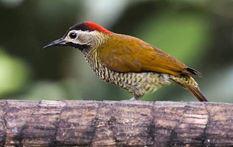 Golden-olive Woodpecker