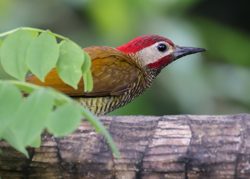 Golden-olive Woodpecker