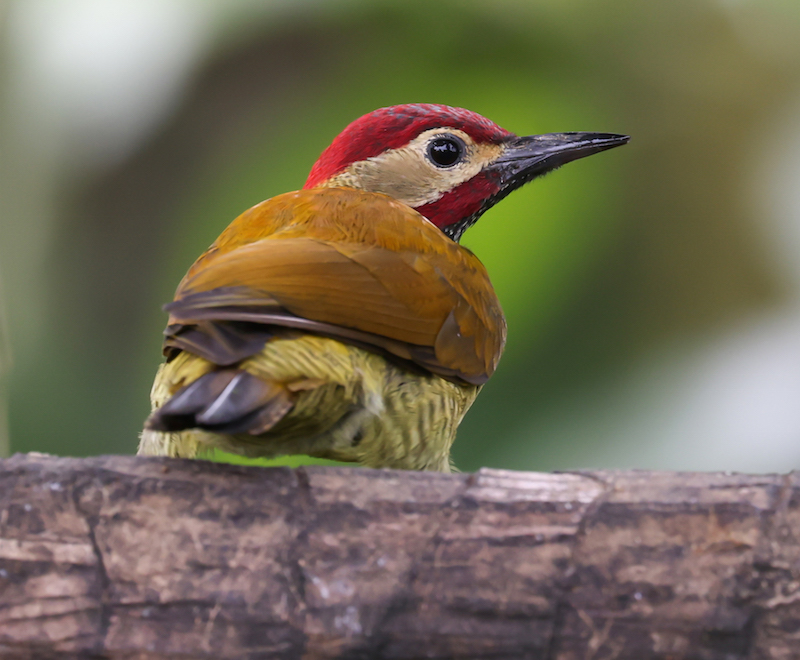 Golden-olive Woodpecker