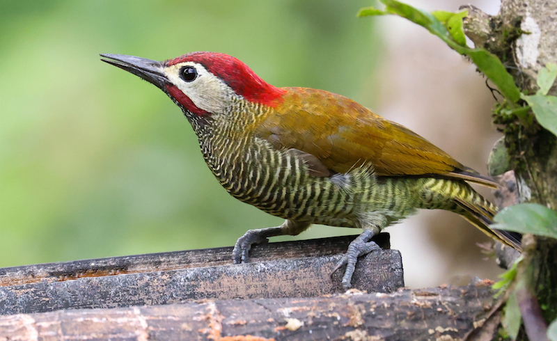Golden-olive Woodpecker