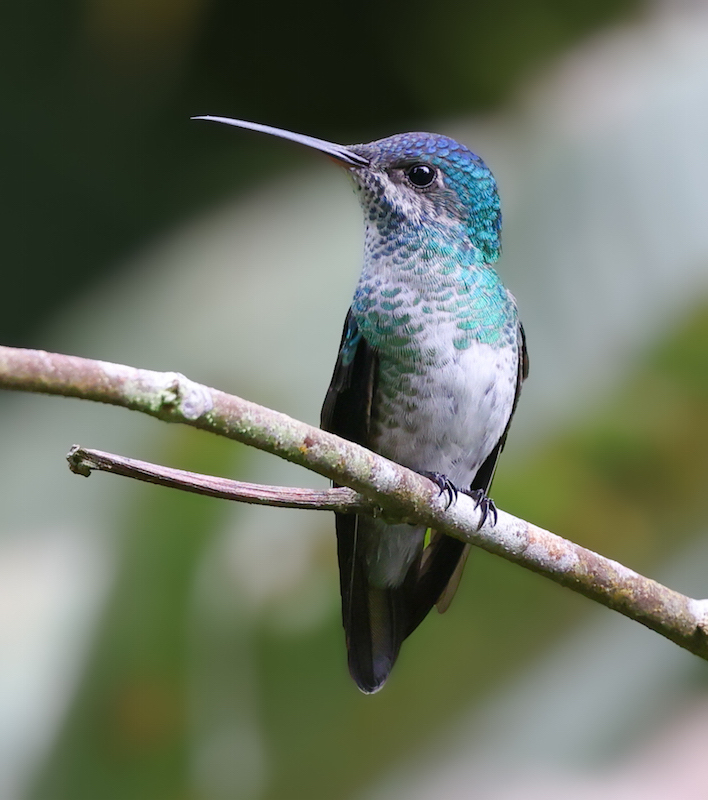 Golden-tailed Sapphire