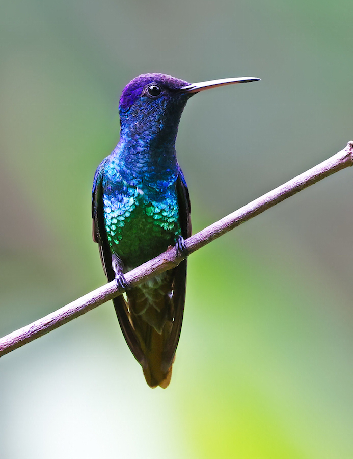Golden-tailed Sapphire
