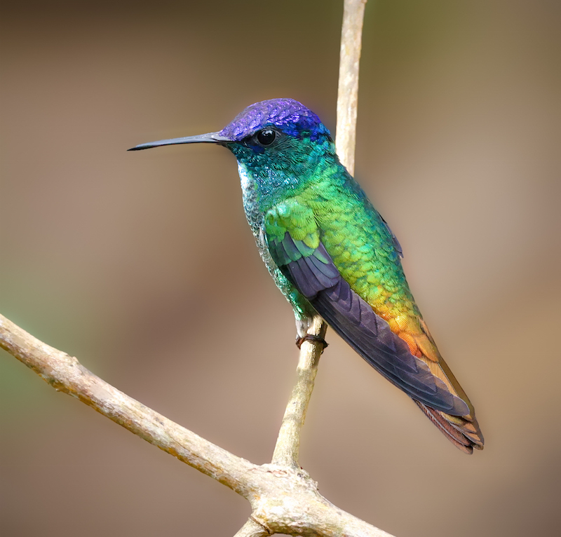 Golden-tailed Sapphire