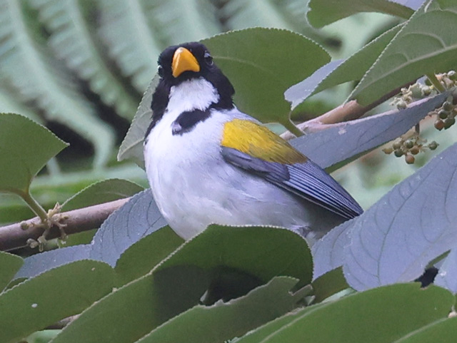Golden-winged Sparrow