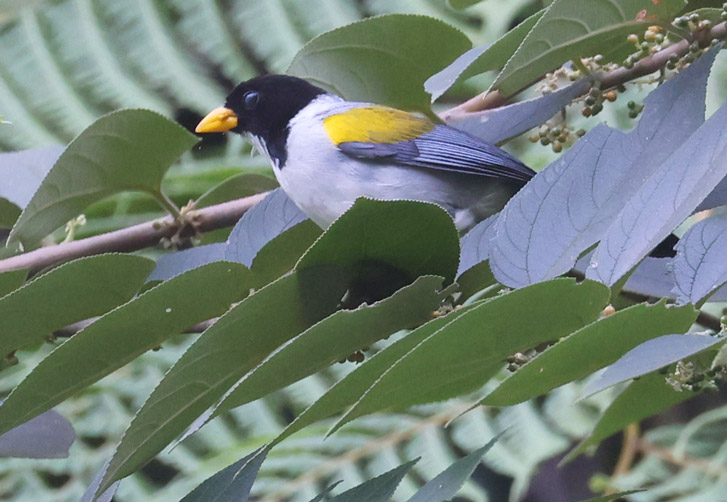 Golden-winged Sparrow