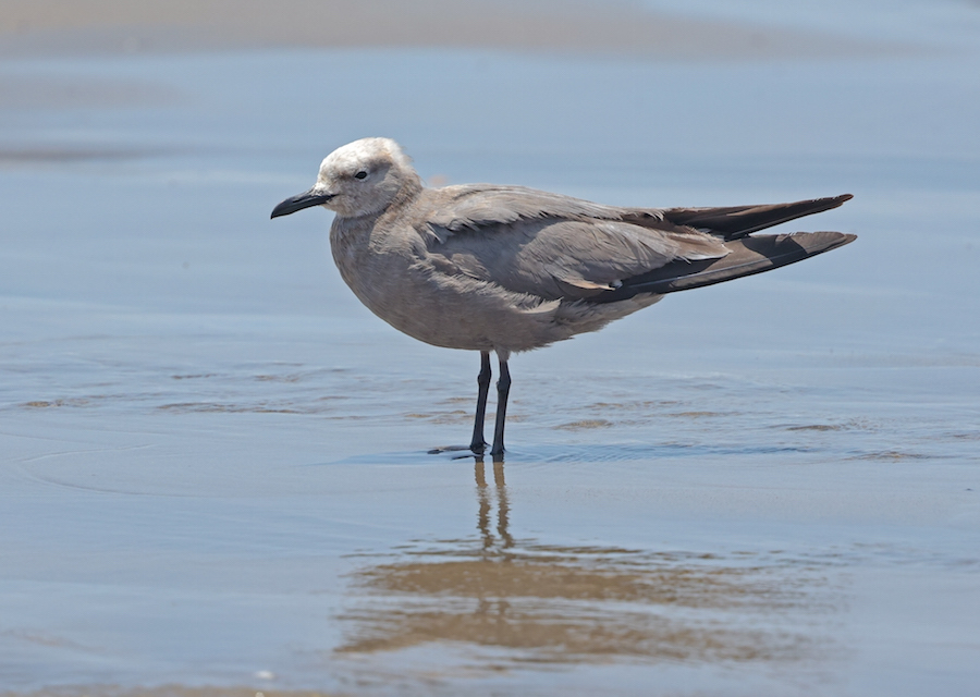 Gray Gull