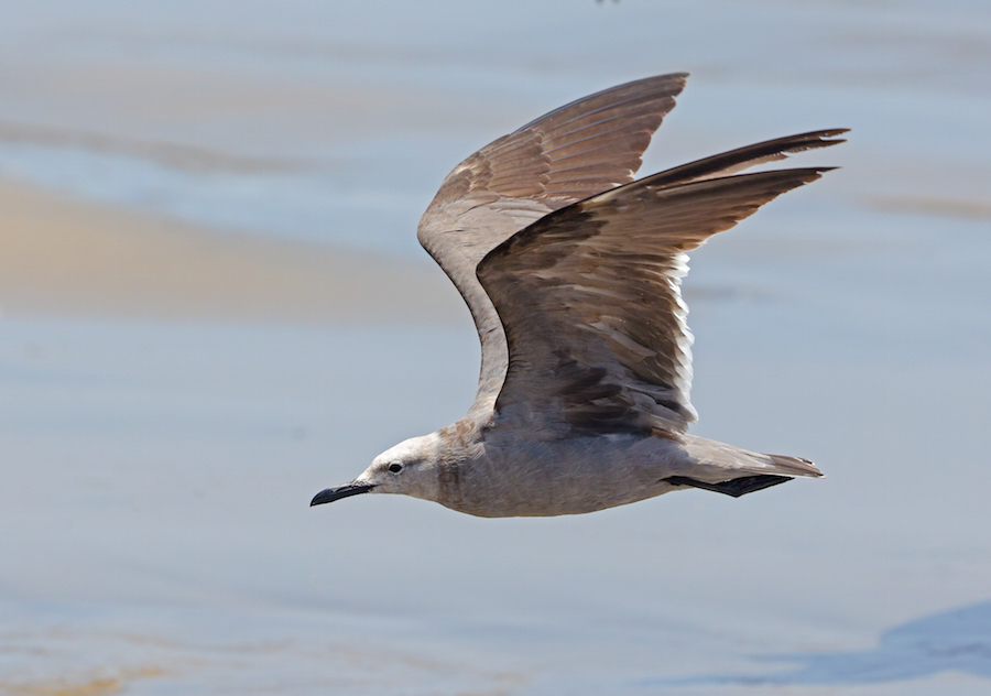 Gray Gull