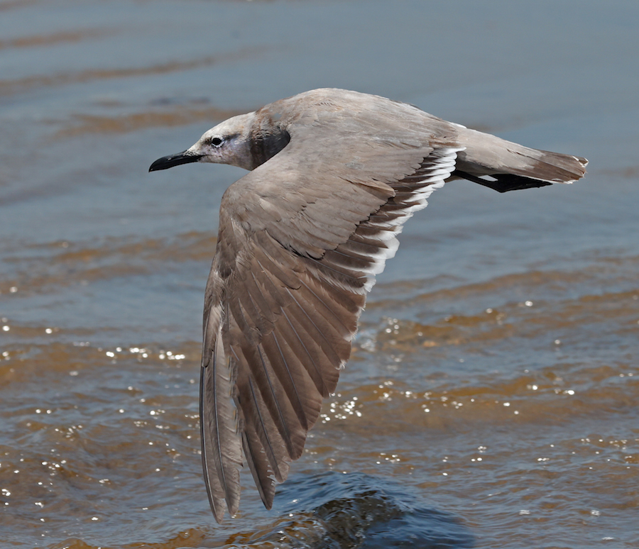 Gray Gull