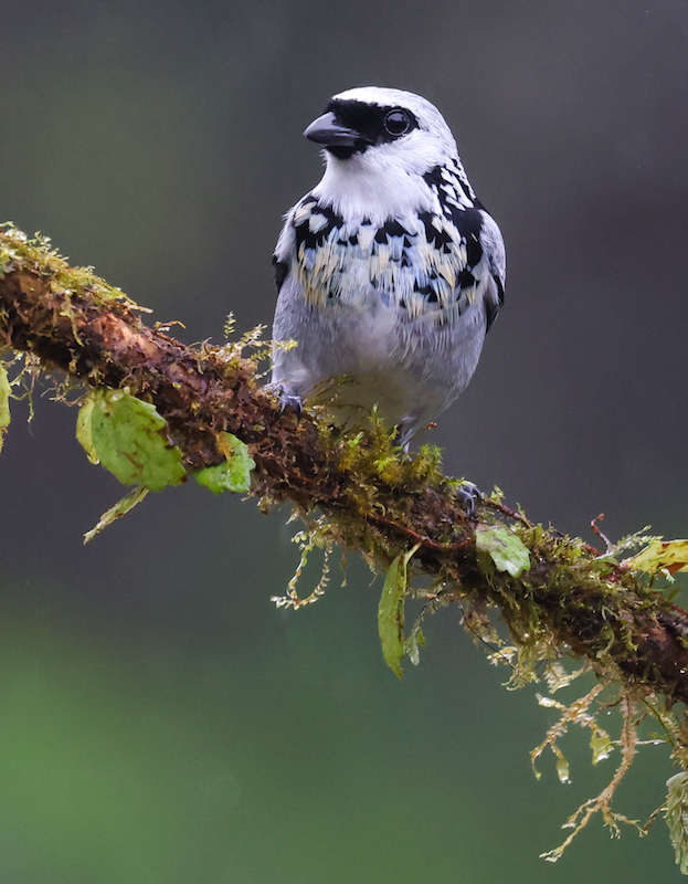Gray-and-gold Tanager
