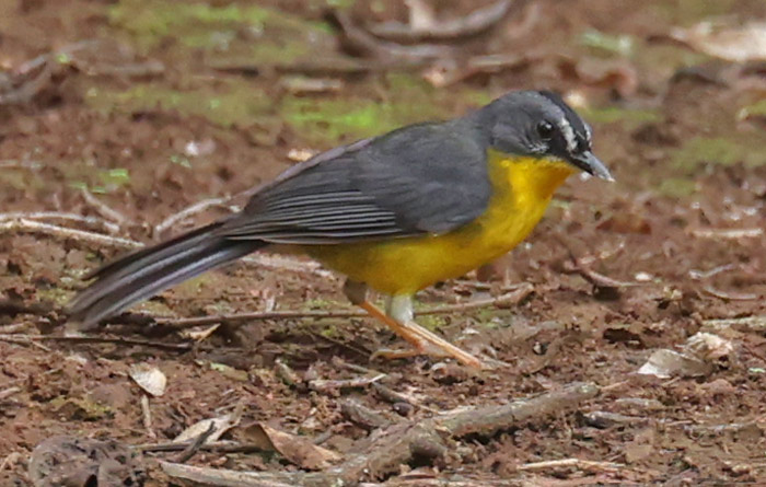 Gray-and-gold Warbler