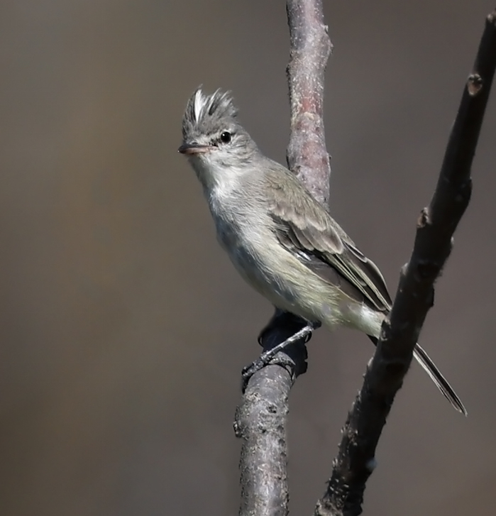 Gray-and-white Tyrannulet