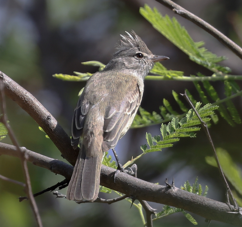Gray-and-white Tyrannulet