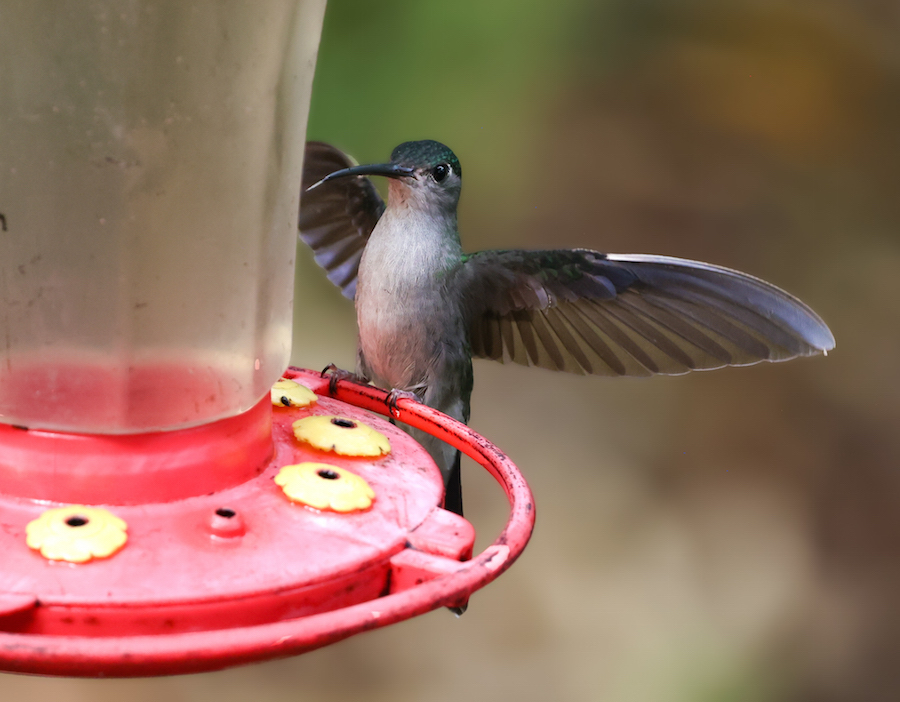 Gray-breasted Sabrewing