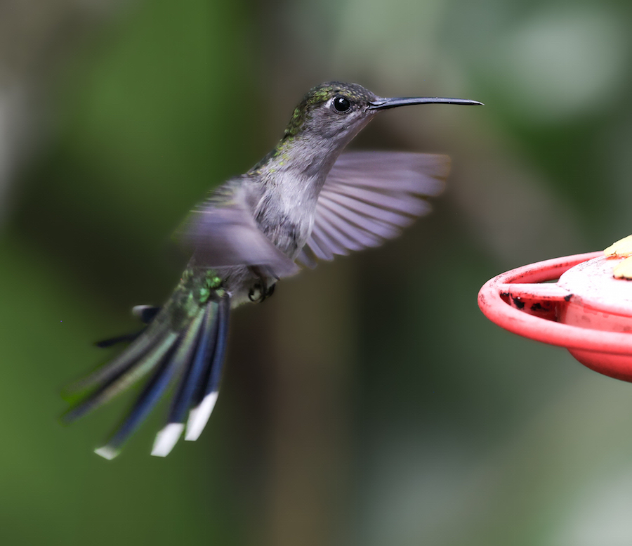 Gray-breasted Sabrewing
