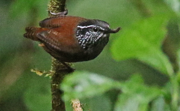 Gray-breasted Wood-wren