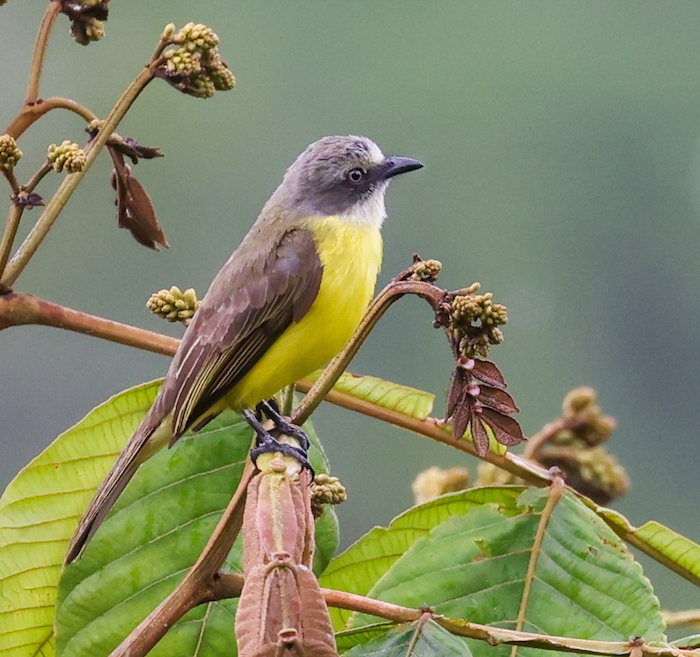 Gray-capped Flycatcher