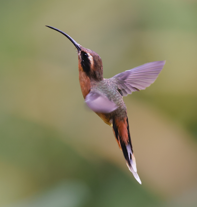 Gray-chinned Hermit