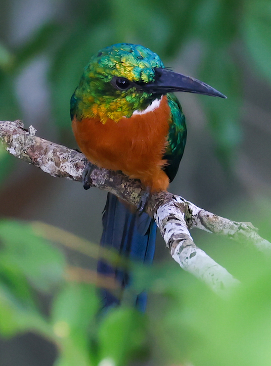 Great Jacamar