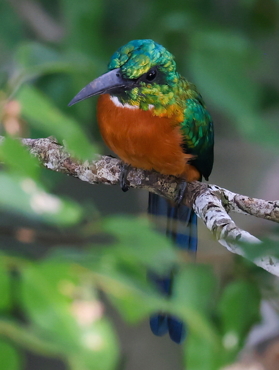 Great Jacamar