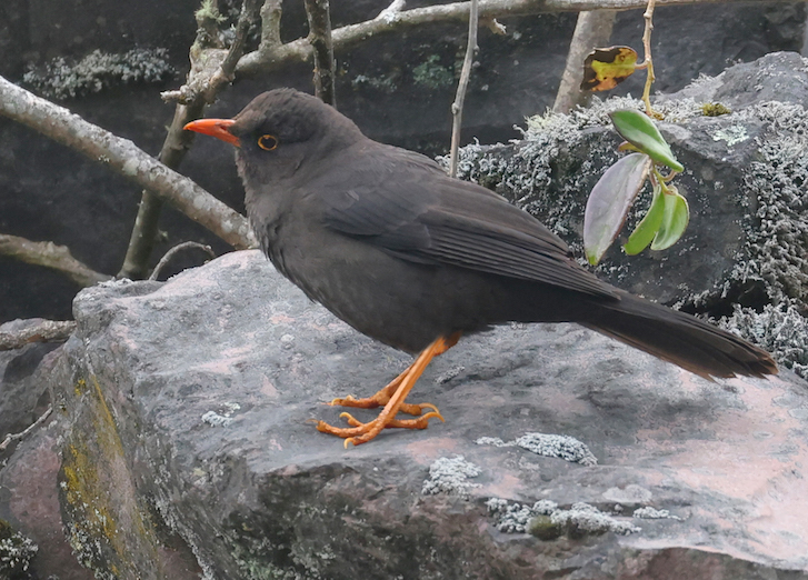 Great Thrush