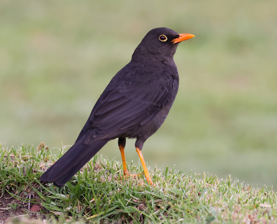 Great Thrush