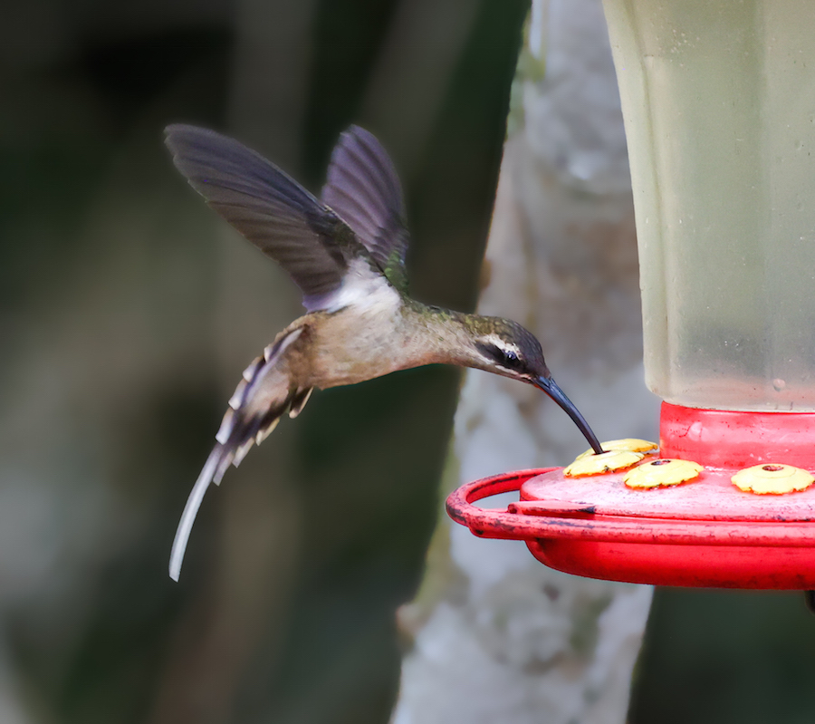 Great-billed Hermit