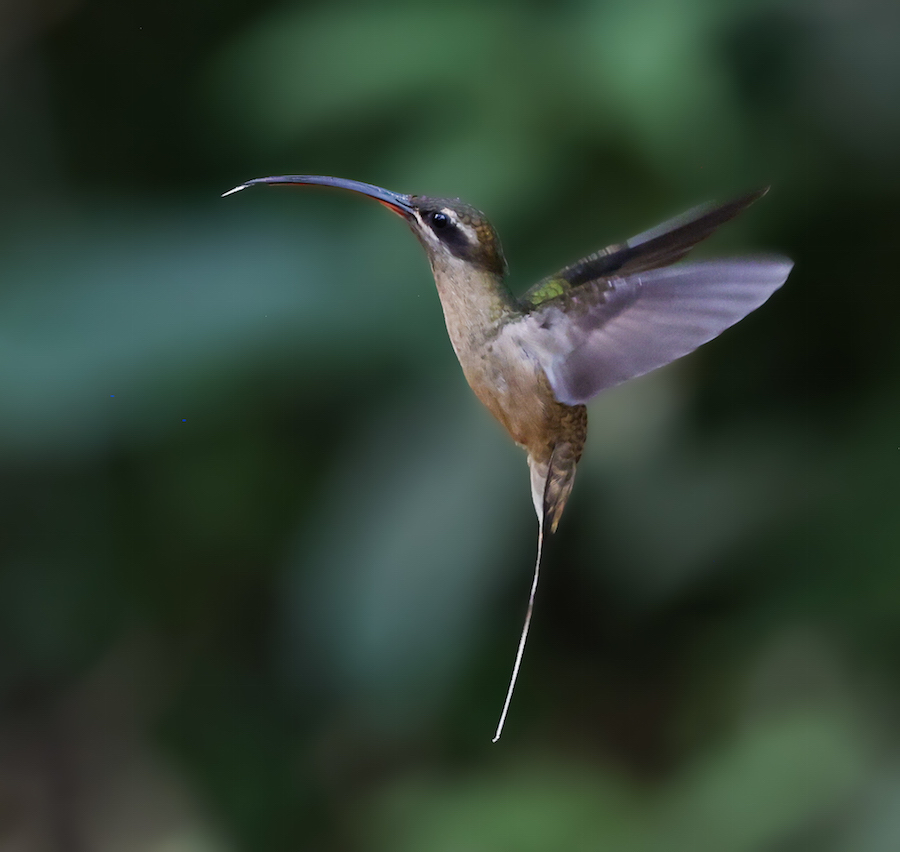 Great-billed Hermit