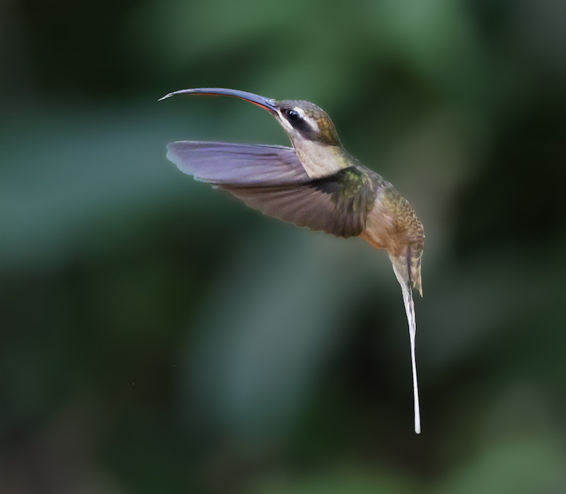 Great-billed Hermit