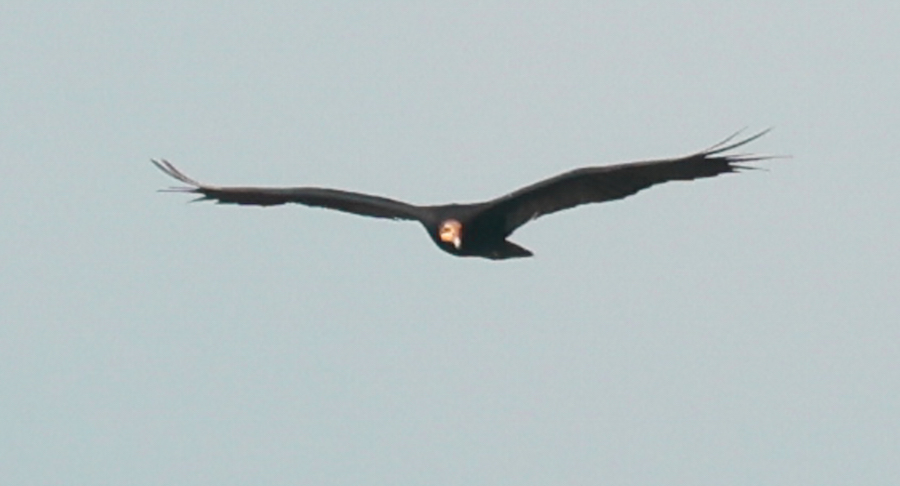 Greater Yellow-headed Vulture