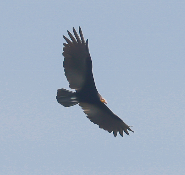 Greater Yellow-headed Vulture