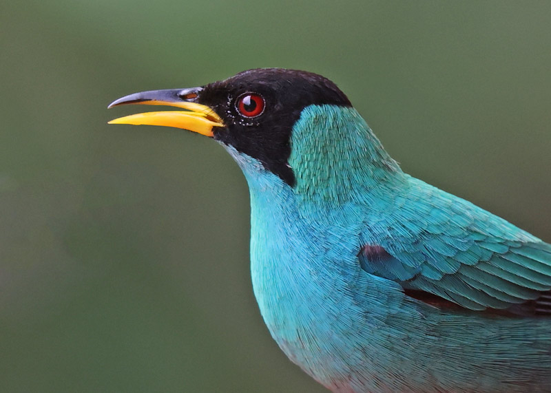 Green Honeycreeper