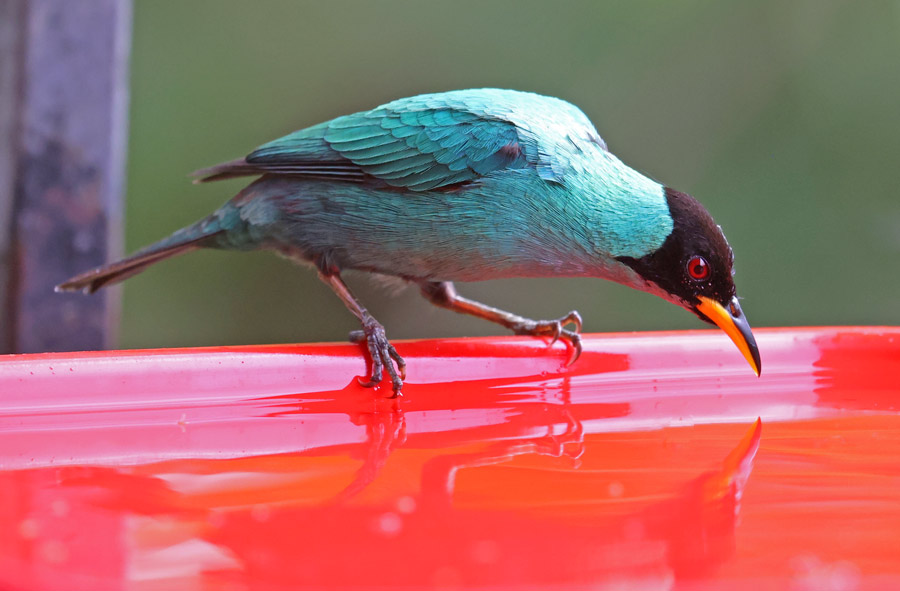 Green Honeycreeper