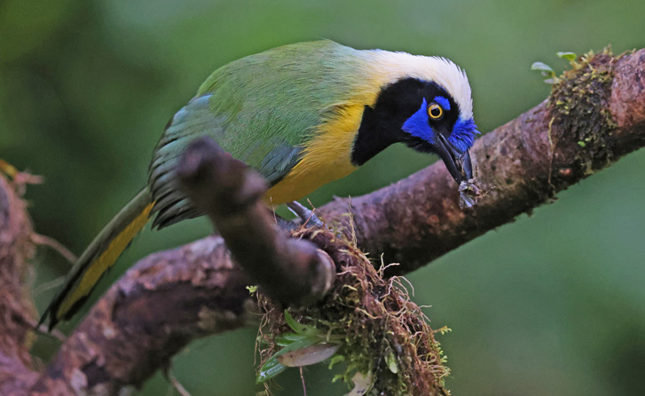 Green Jay (Inca Jay)