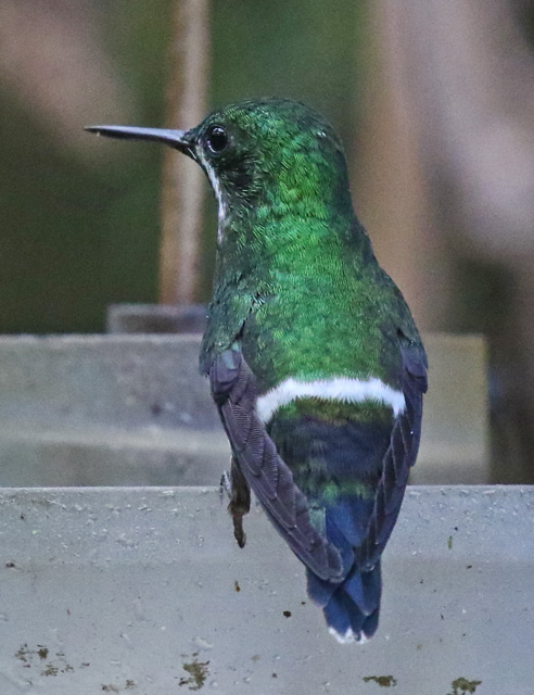Green Thorntail (female)