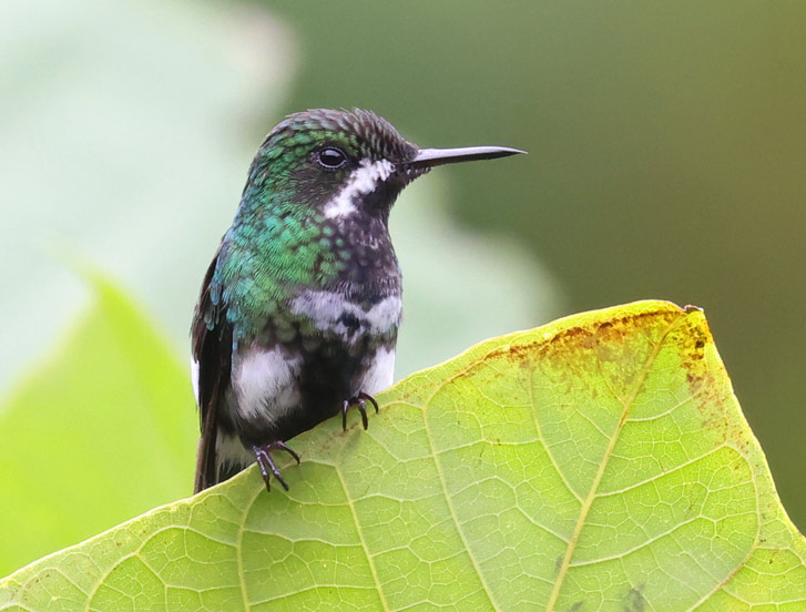 Green Thorntail