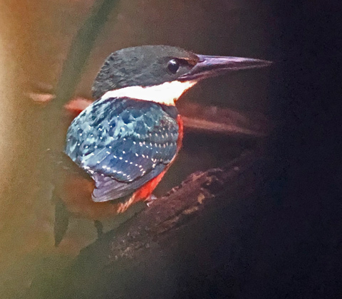 Green-and-rufous Kingfisher
