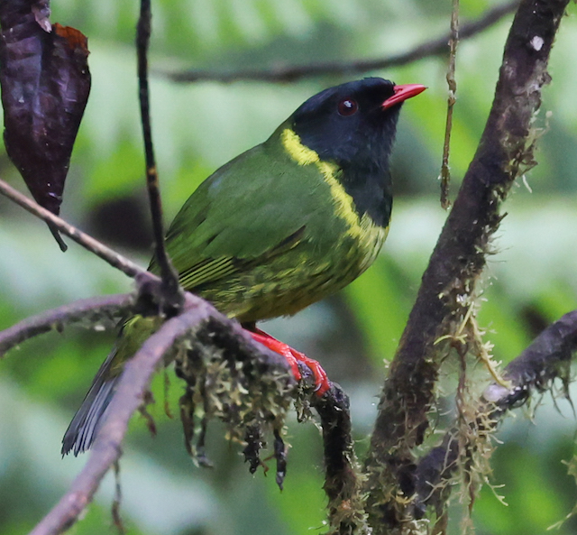 Green-and-black Fruiteater