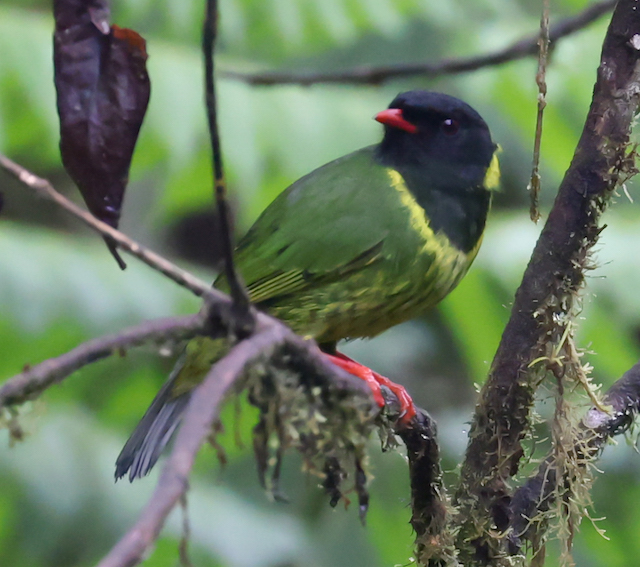 Green-and-black Fruiteater